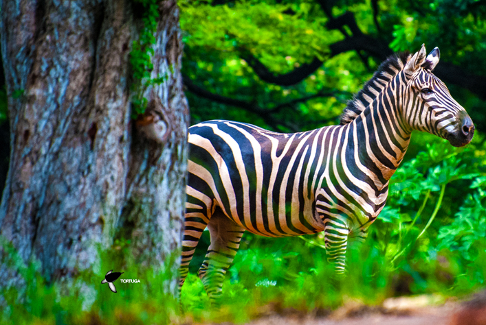 Thumbnail Placeholder